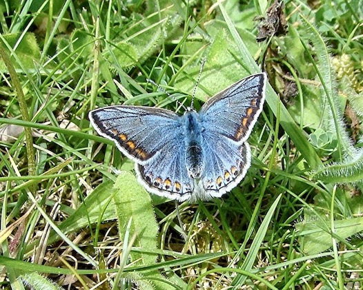 common blue (blue form female)